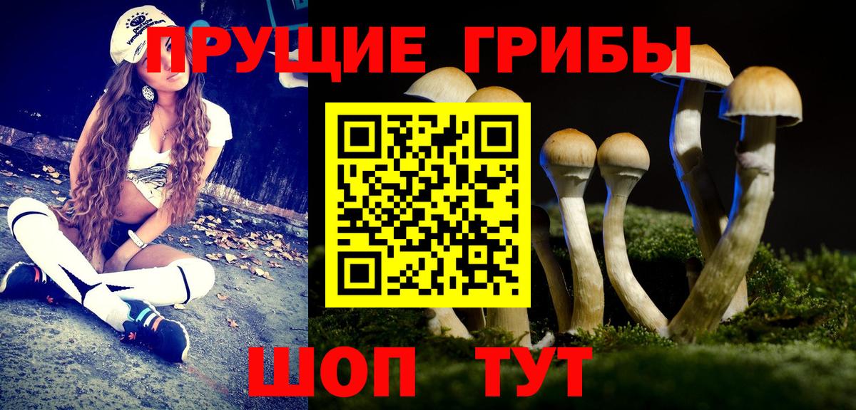 Псилоцибиновые грибы Psilocybe Чусовой